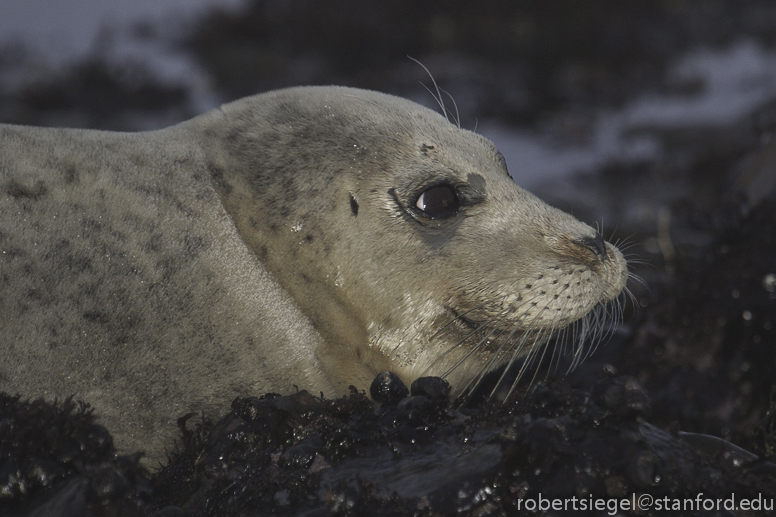 harbor seal